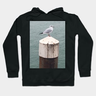 Seagulls by the Sea searching for Fish and Chips Hoodie